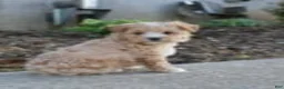 Maltipoo dogs for sale: Sapphire - Ad 2