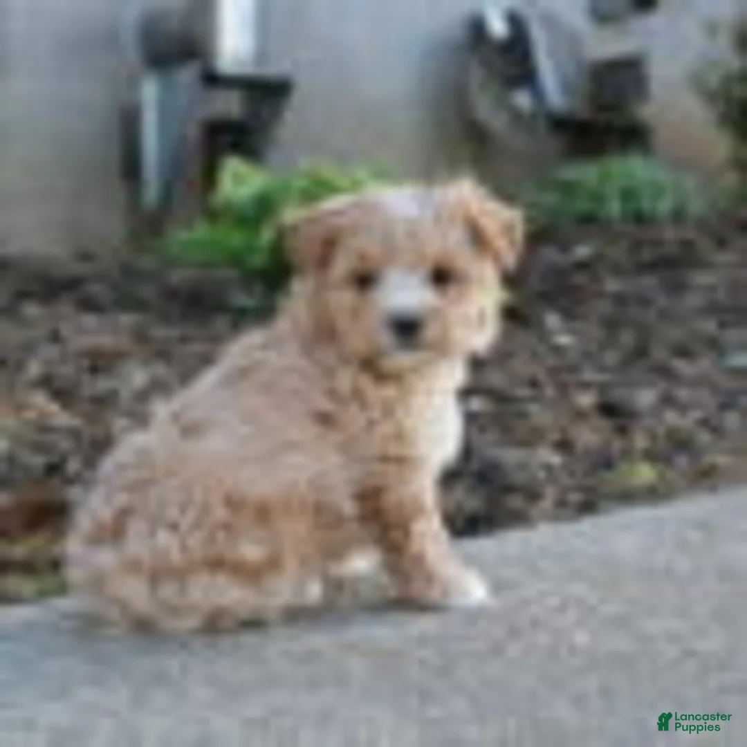 Maltipoo dogs for sale: Sapphire - Ad 2