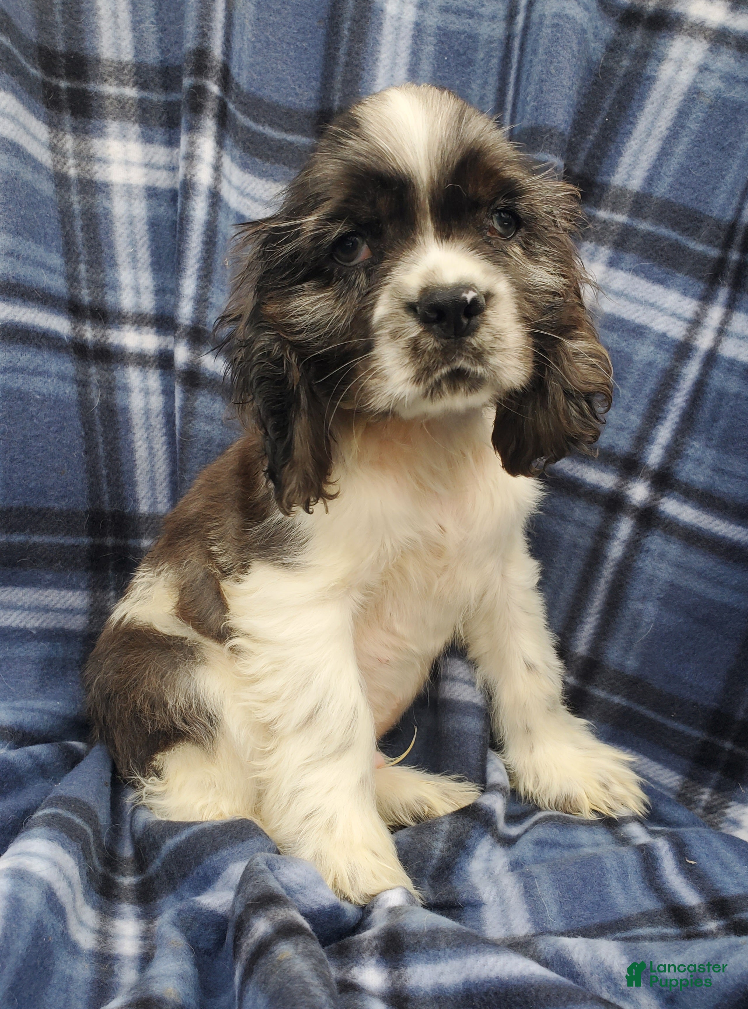 Cocker Spaniel dogs Thor  - Ad 1