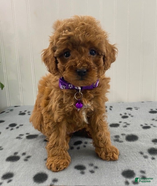 Cavapoo dogs Nikki- tiny female - Ad 2