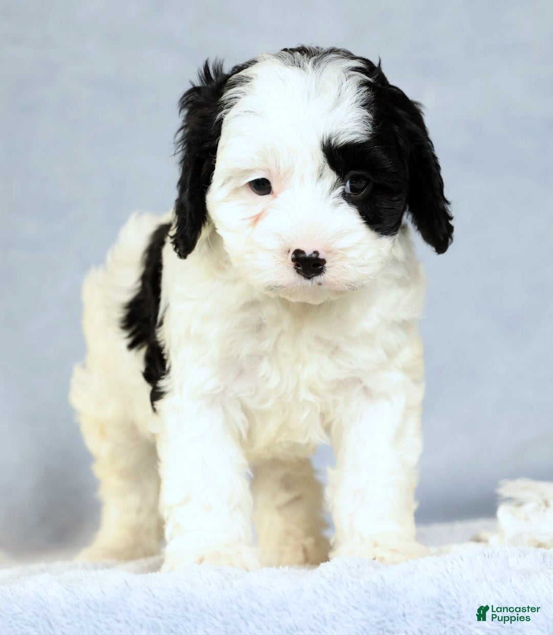 Cavapoo dogs for sale: Bently - Ad 4