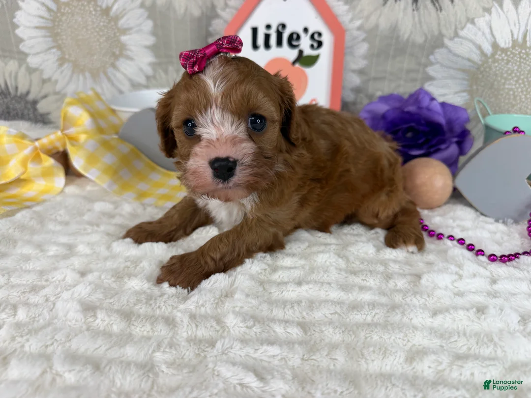 Cavapoo dogs for sale: Zoe  - Ad 1