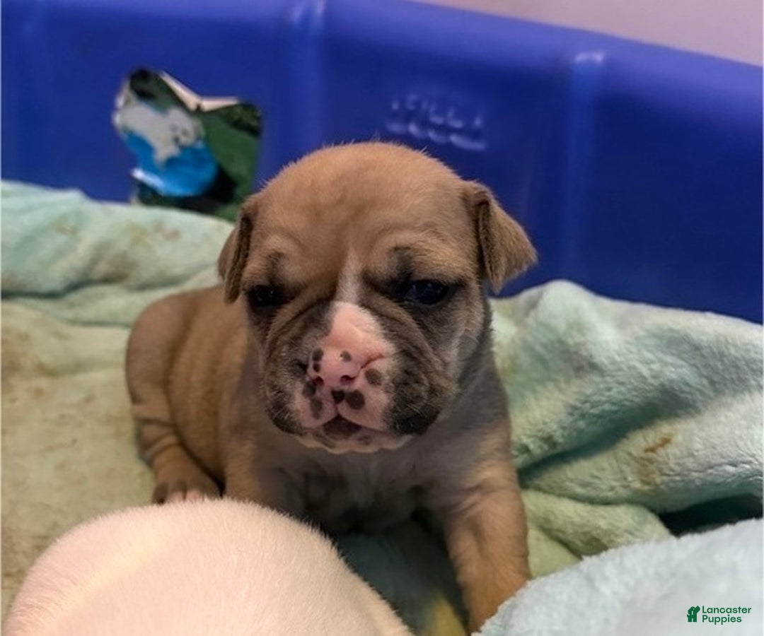 Olde English Bulldogge dogs for sale: Olde English Bulldogge Puppy 5 - Ad 6