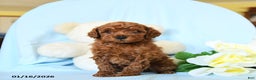 Toy Poodle dogs for sale: Wiggles - Ad 5