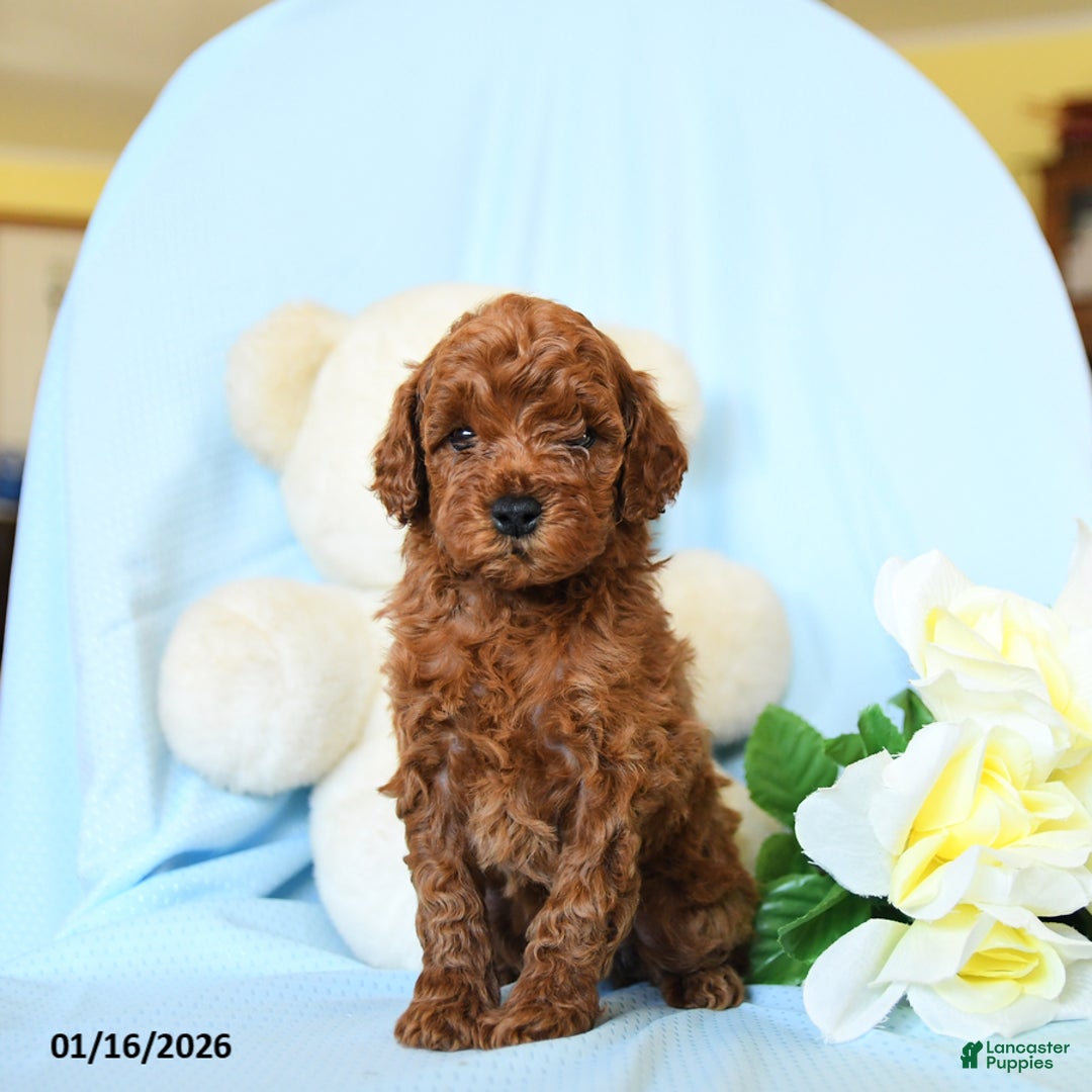 Toy Poodle dogs for sale: Wiggles - Ad 5
