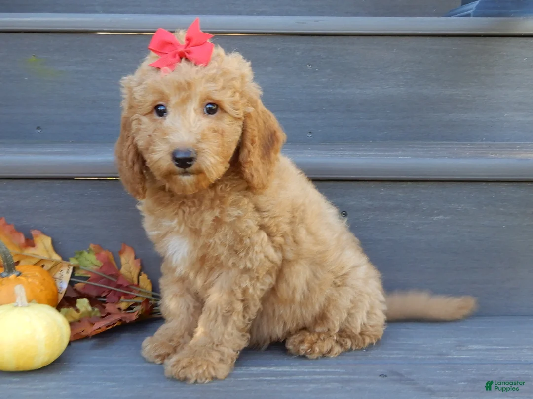 Mini Goldendoodle dogs for sale: Zara - Ad 1
