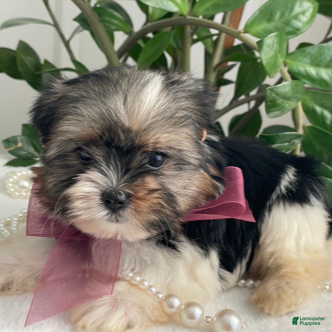 Biewer Terrier dogs for sale: Chichi - Ad 3