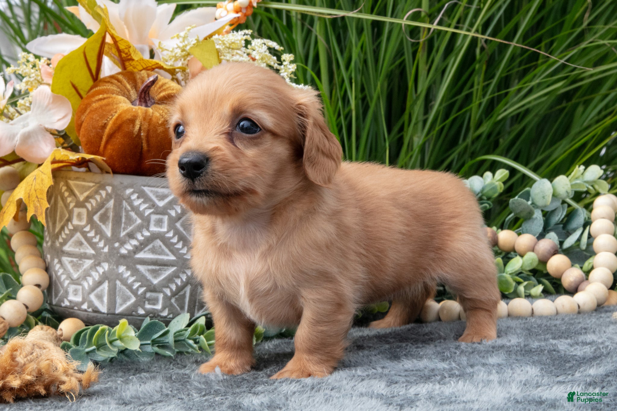 Miniature Dachshund dogs Kasey - Ad 1