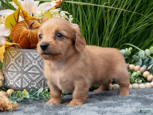 Miniature Dachshund dogs for sale: Kasey - Ad 1