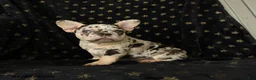 French Bulldog dogs for sale: Diamond  - Ad 1