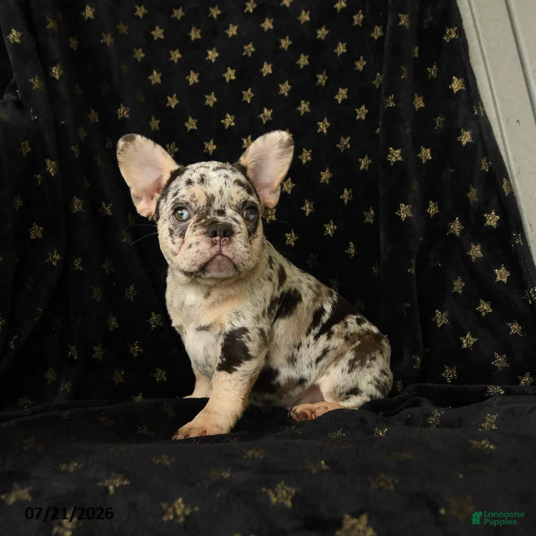 French Bulldog dogs for sale: Diamond  - Ad 1