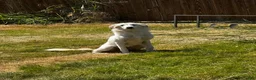 Great Pyrenees dogs for sale: Great Pyrenees 1 - Ad 1