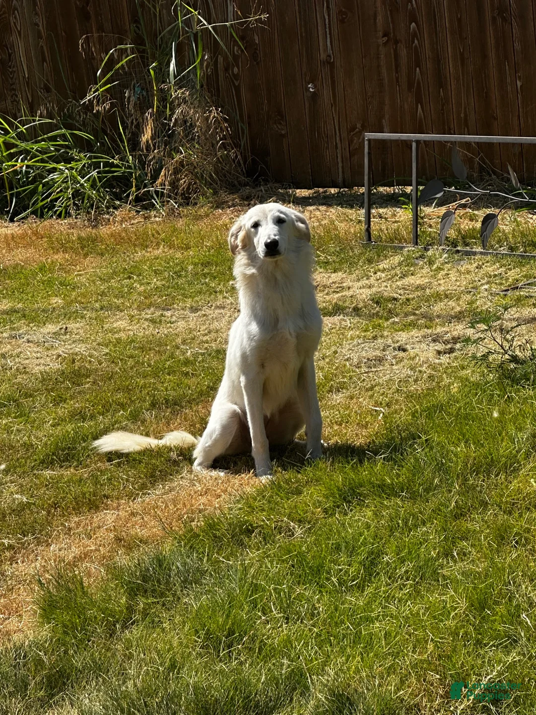 Great Pyrenees dogs for sale: Great Pyrenees 1 - Ad 1