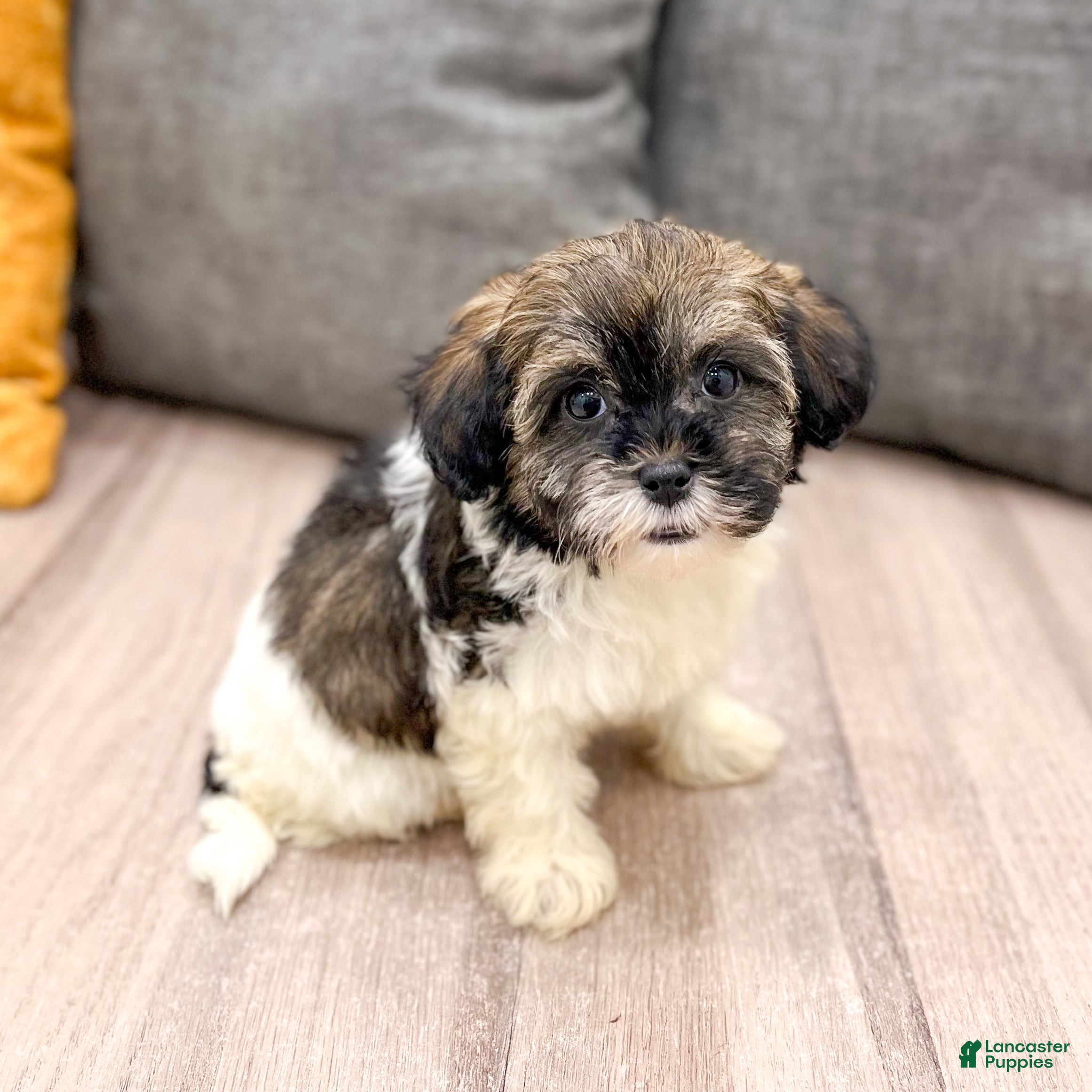 Havapoo dogs Alexus - Ad 1