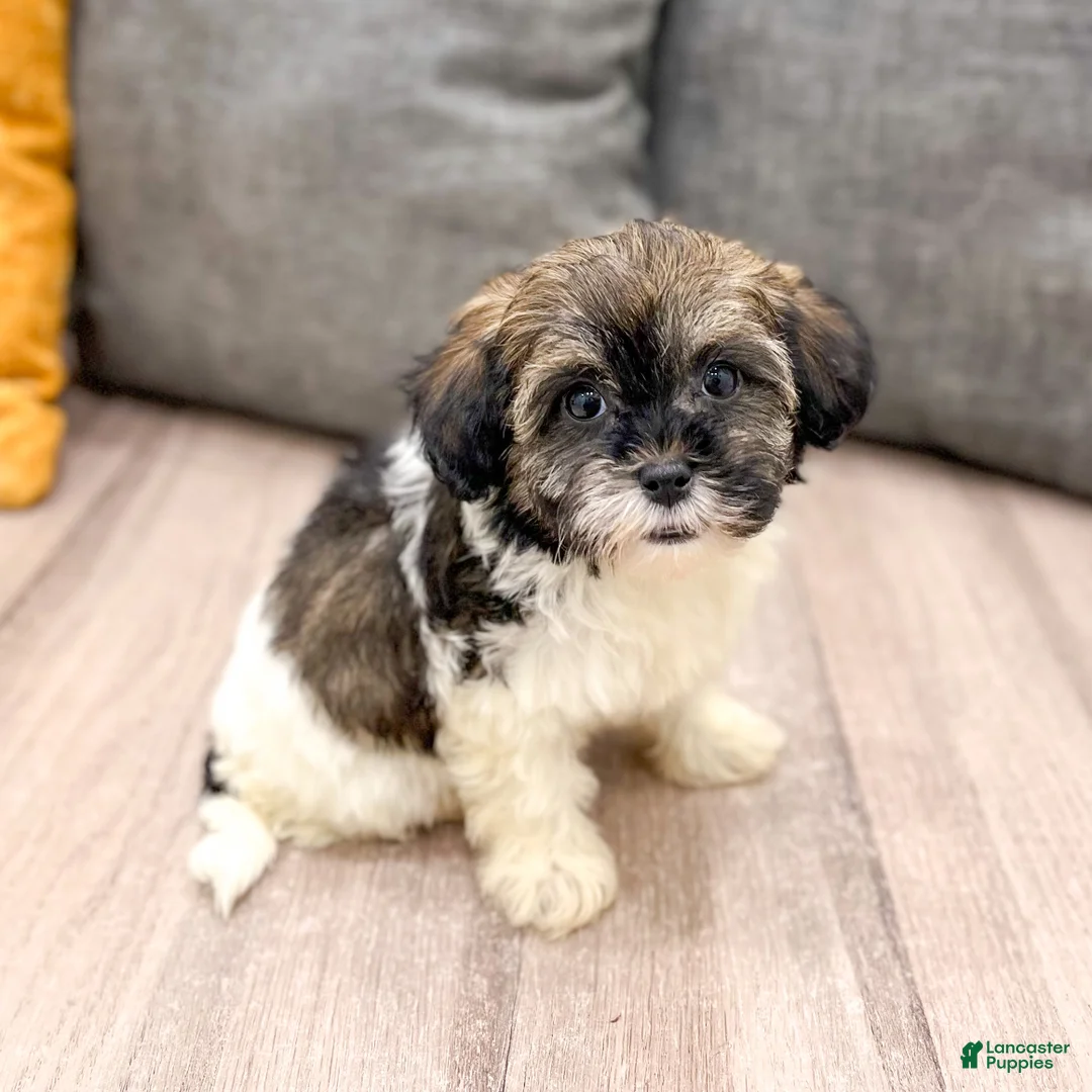 Havapoo dogs for sale: Alexus - Ad 1