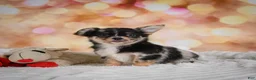 Chihuahua dogs for sale: Bridget - Ad 10