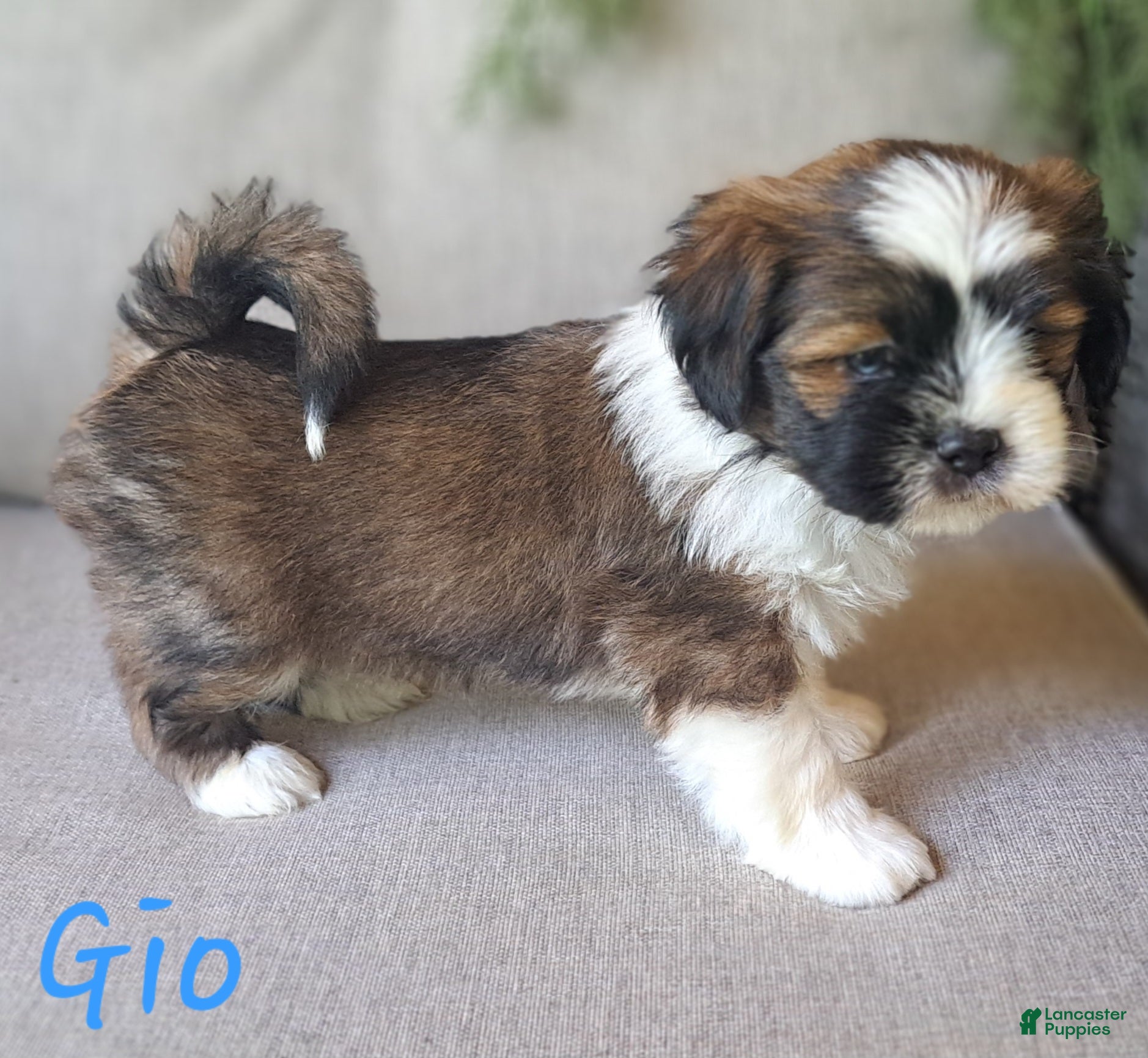 Lhasa Apso dogs Gio - Ad 1