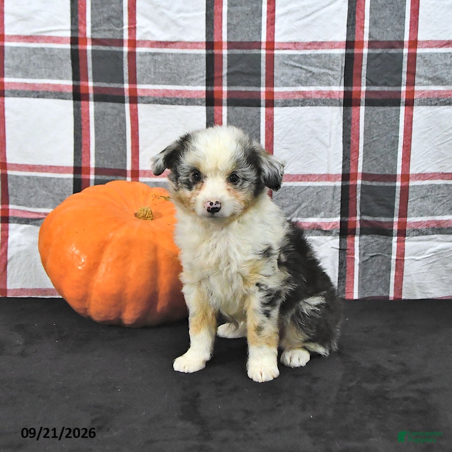 Mini Aussiedoodle dogs Dora - Ad 1