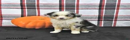 Mini Aussiedoodle dogs for sale: Dora - Ad 1