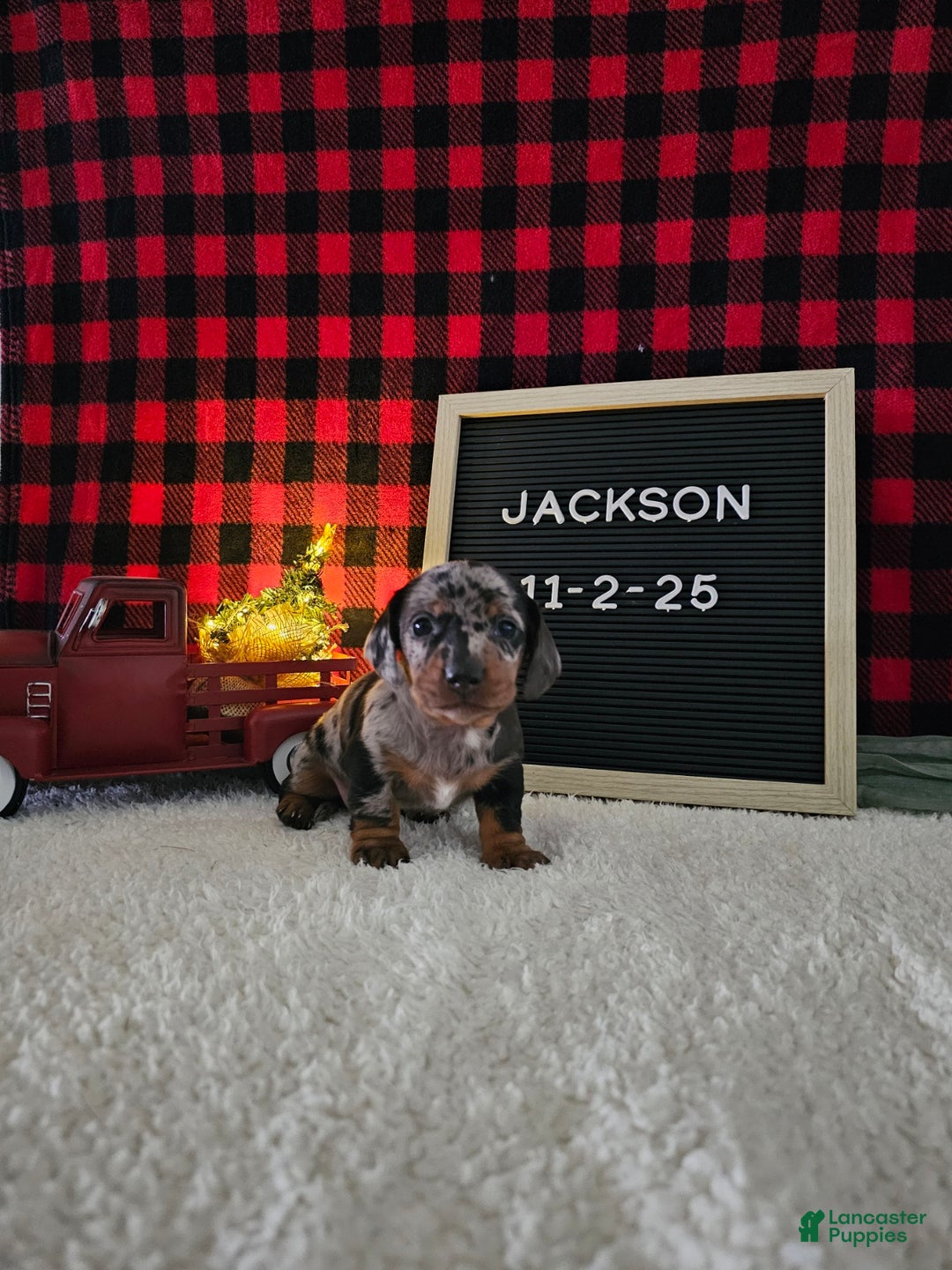 Miniature Dachshund dogs for sale: Jackson - Ad 1