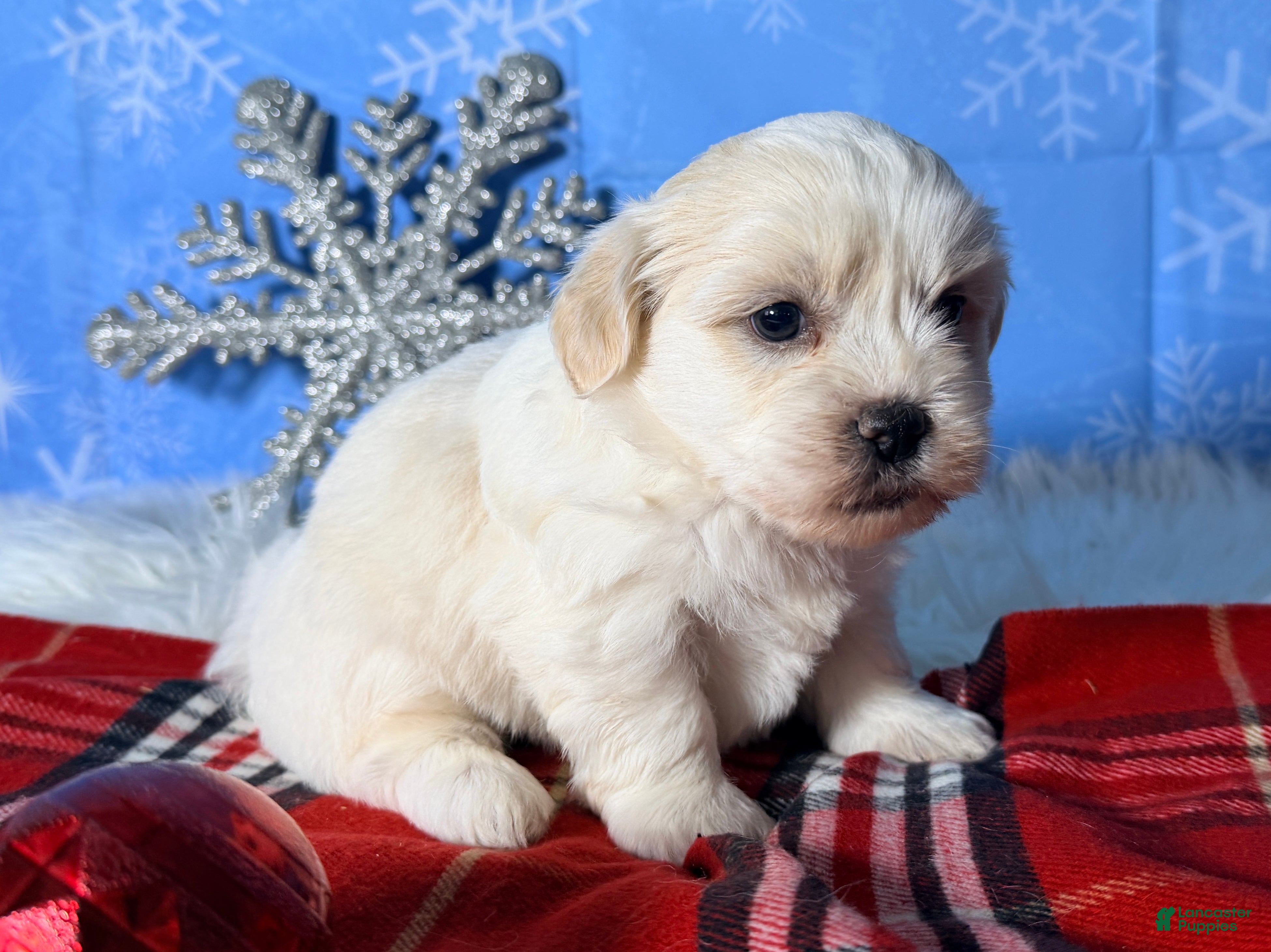 Teddy Bear dogs Angel - Ad 8