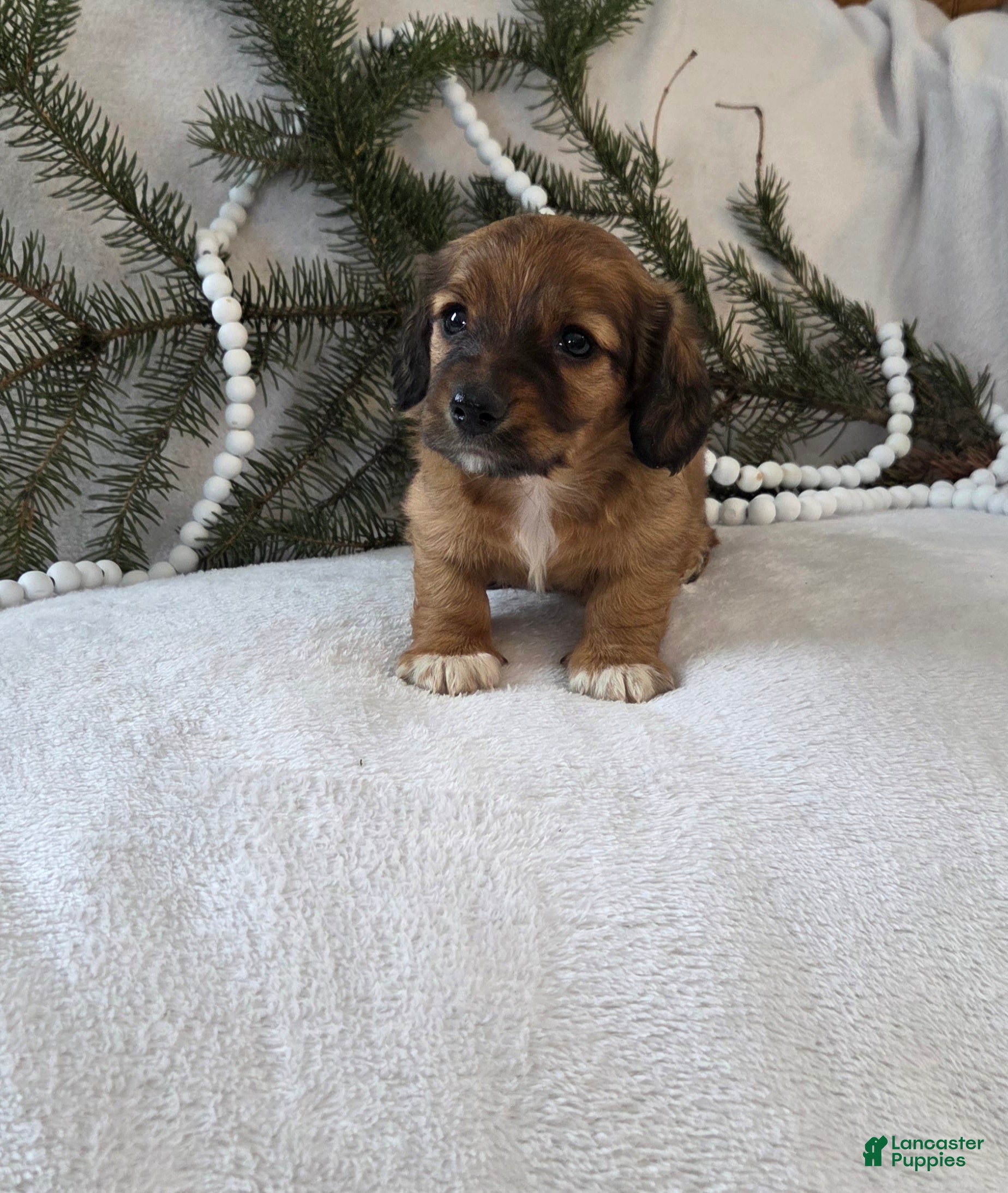 Miniature Dachshund dogs Mocha - Ad 4