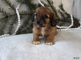 Miniature Dachshund dogs for sale: Mocha - Ad 3