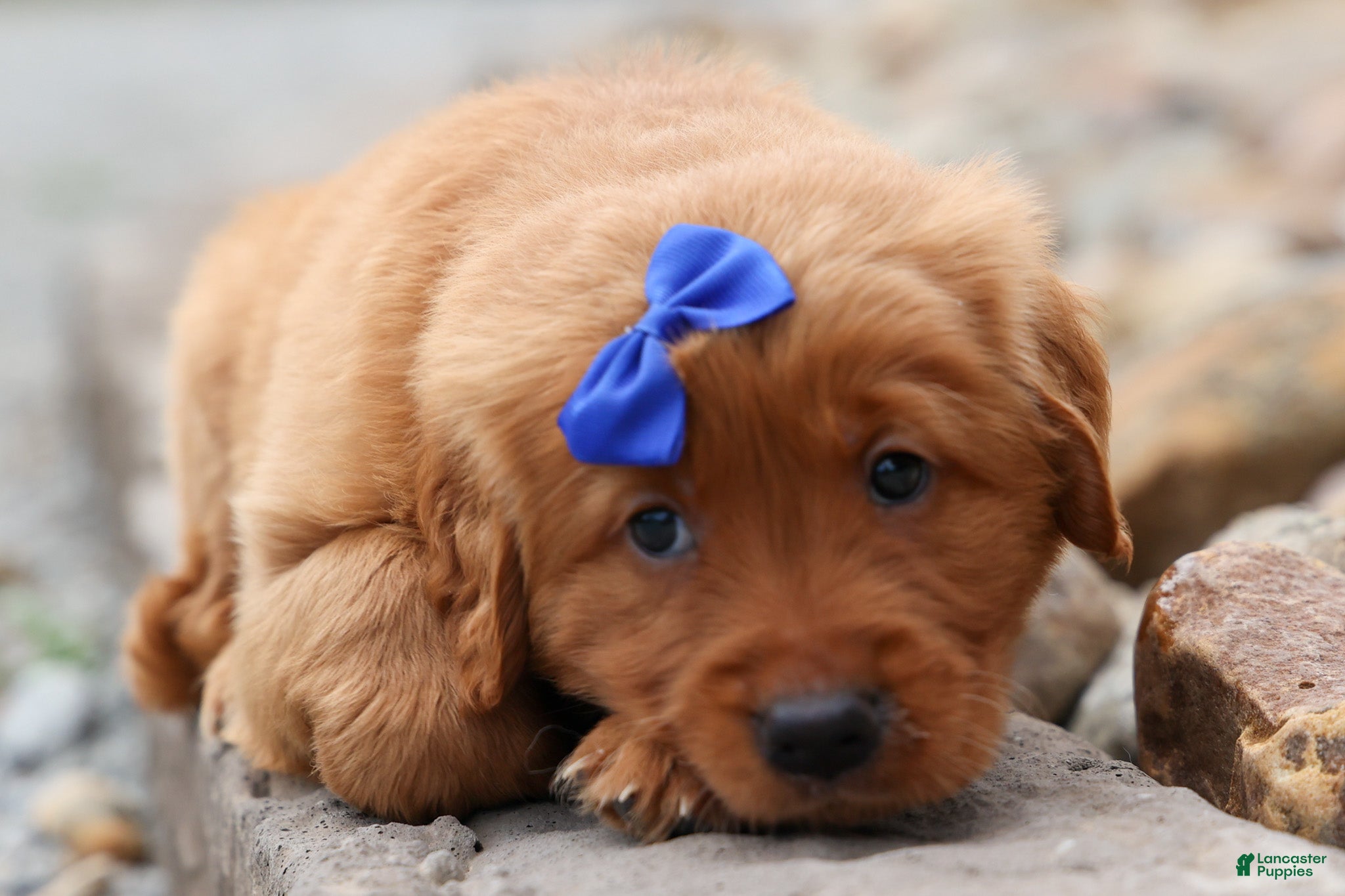 Golden Retriever dogs Quincy💙 - Ad 1