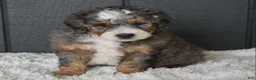 Mini Bernedoodle dogs for sale: Jester F1b - Ad 12