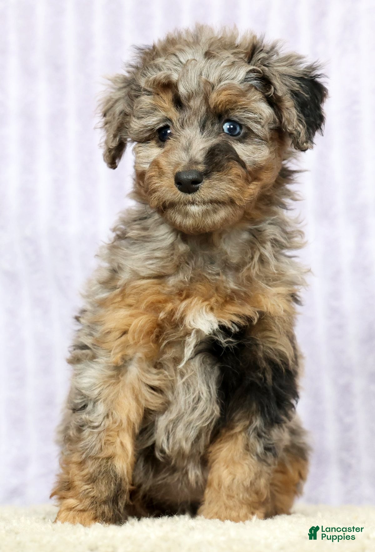 Mini Aussiedoodle dogs Missy - Ad 2