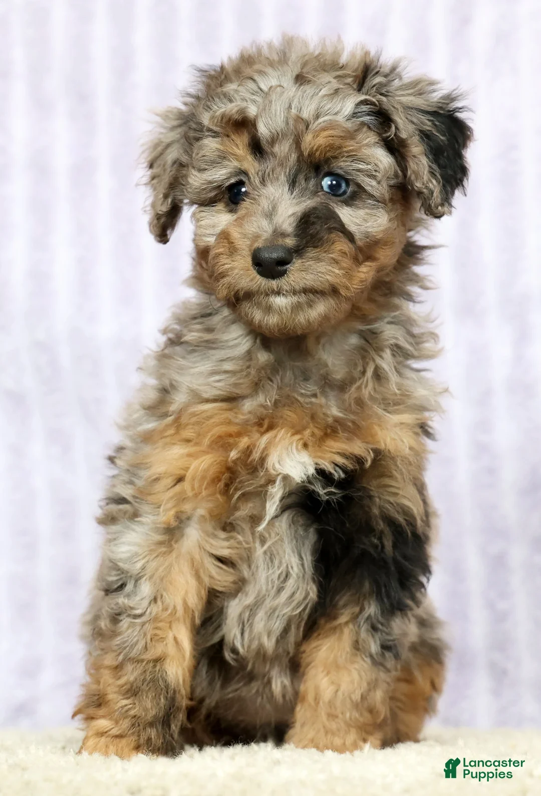 Mini Aussiedoodle dogs for sale: Missy - Ad 2