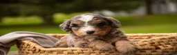Mini Bernedoodle dogs for sale: Barley F1 Mini Bernedoodle  - Ad 6