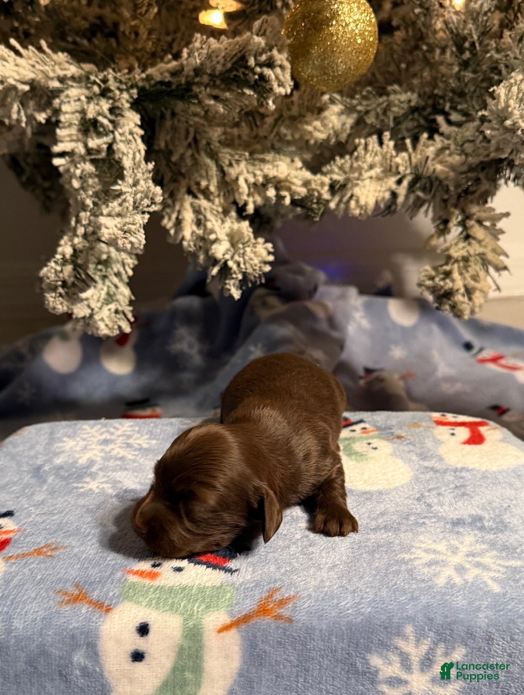 Miniature Dachshund dogs for sale: Mike - Ad 3