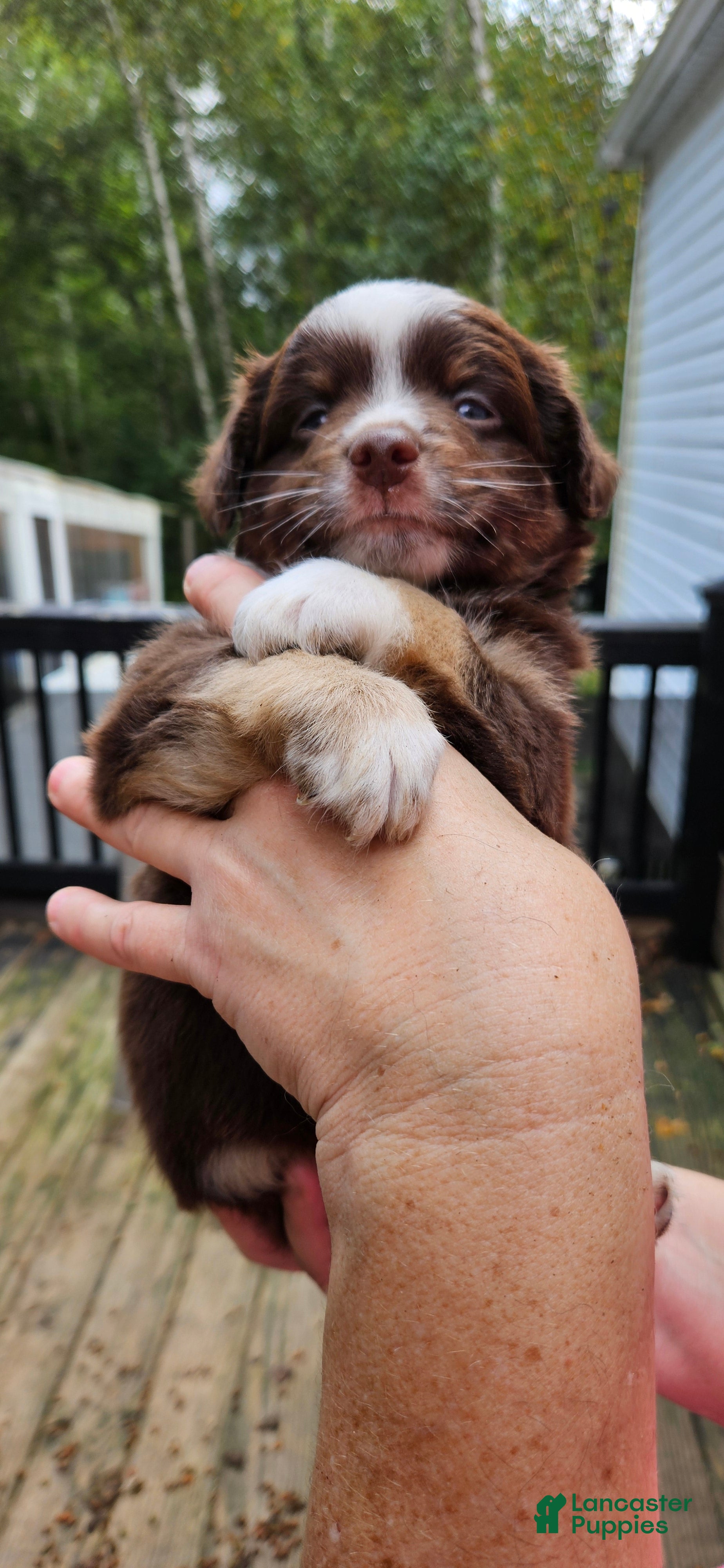 Miniature Australian Shepherd dogs Miniature Australian Shepherd 1 - Ad 10
