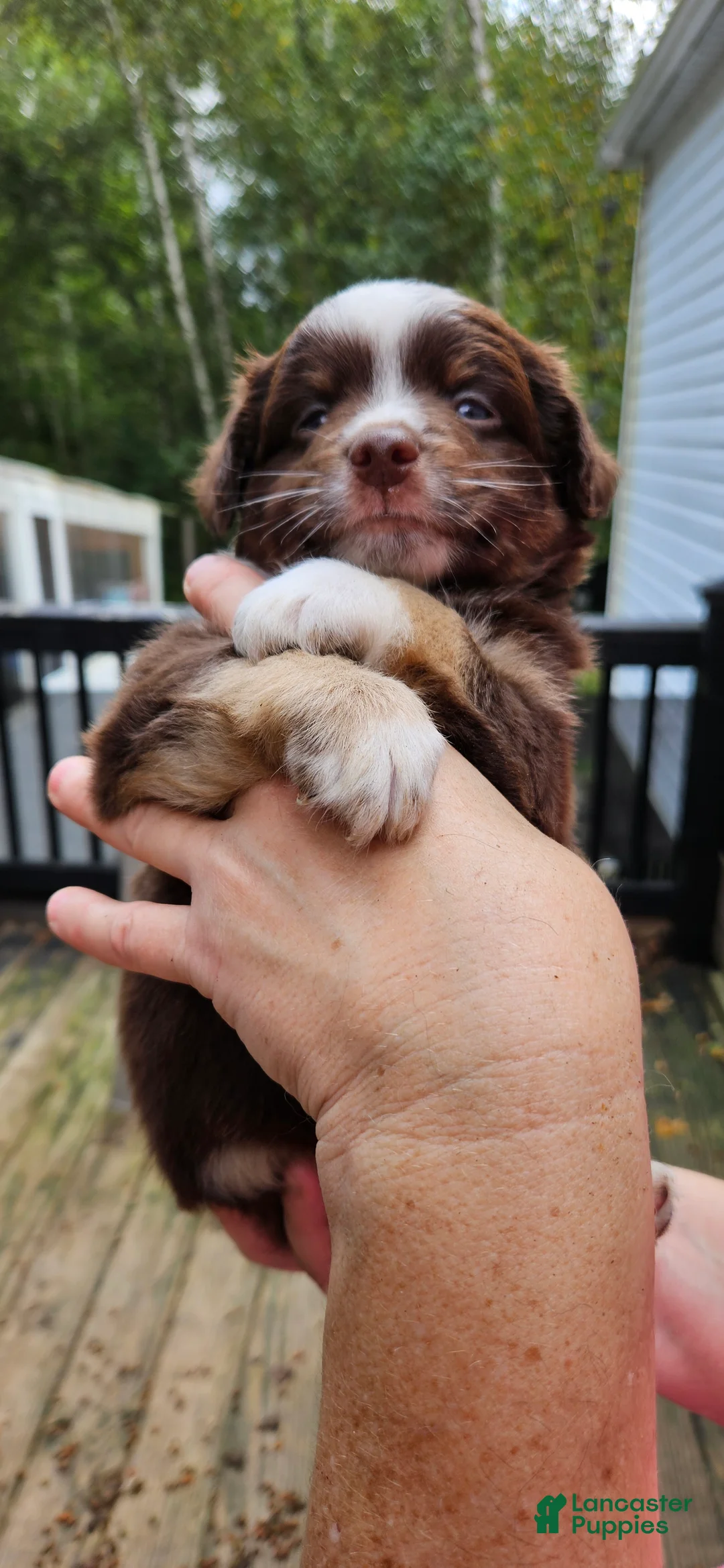 Miniature Australian Shepherd dogs for sale: Miniature Australian Shepherd 1 - Ad 1