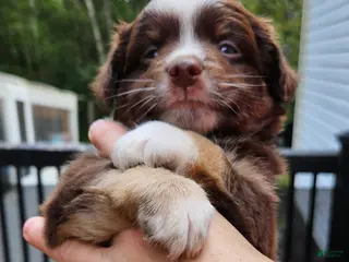 Miniature Australian Shepherd dogs Miniature Australian Shepherd 1 - Ad 7