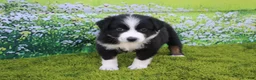 Australian Shepherd dogs for sale: Lucy - Ad 4