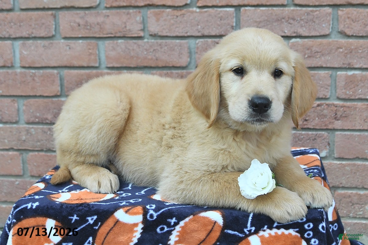 Golden Retriever dogs Rebel - Ad 2