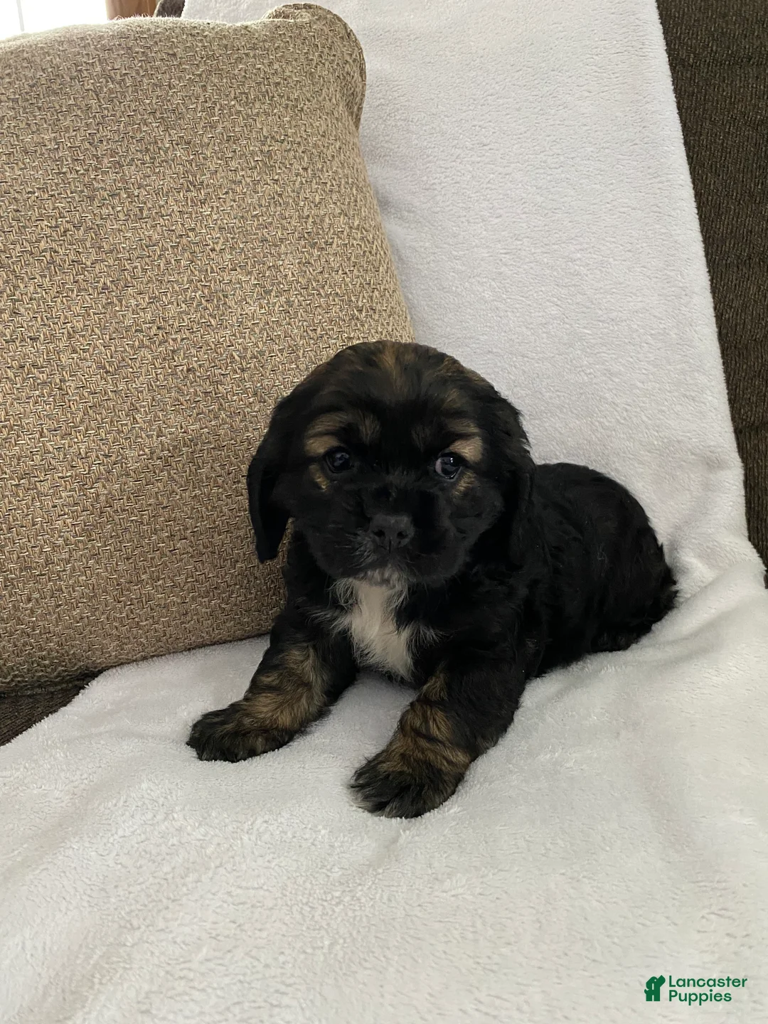 Cocker Spaniel dogs for sale: Tabby  - Ad 5