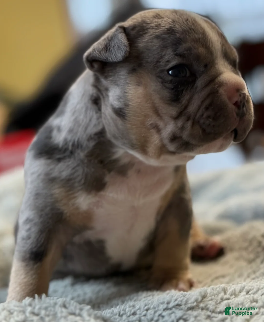 American Bully dogs for sale: American Bully Puppy 1 - Ad 7