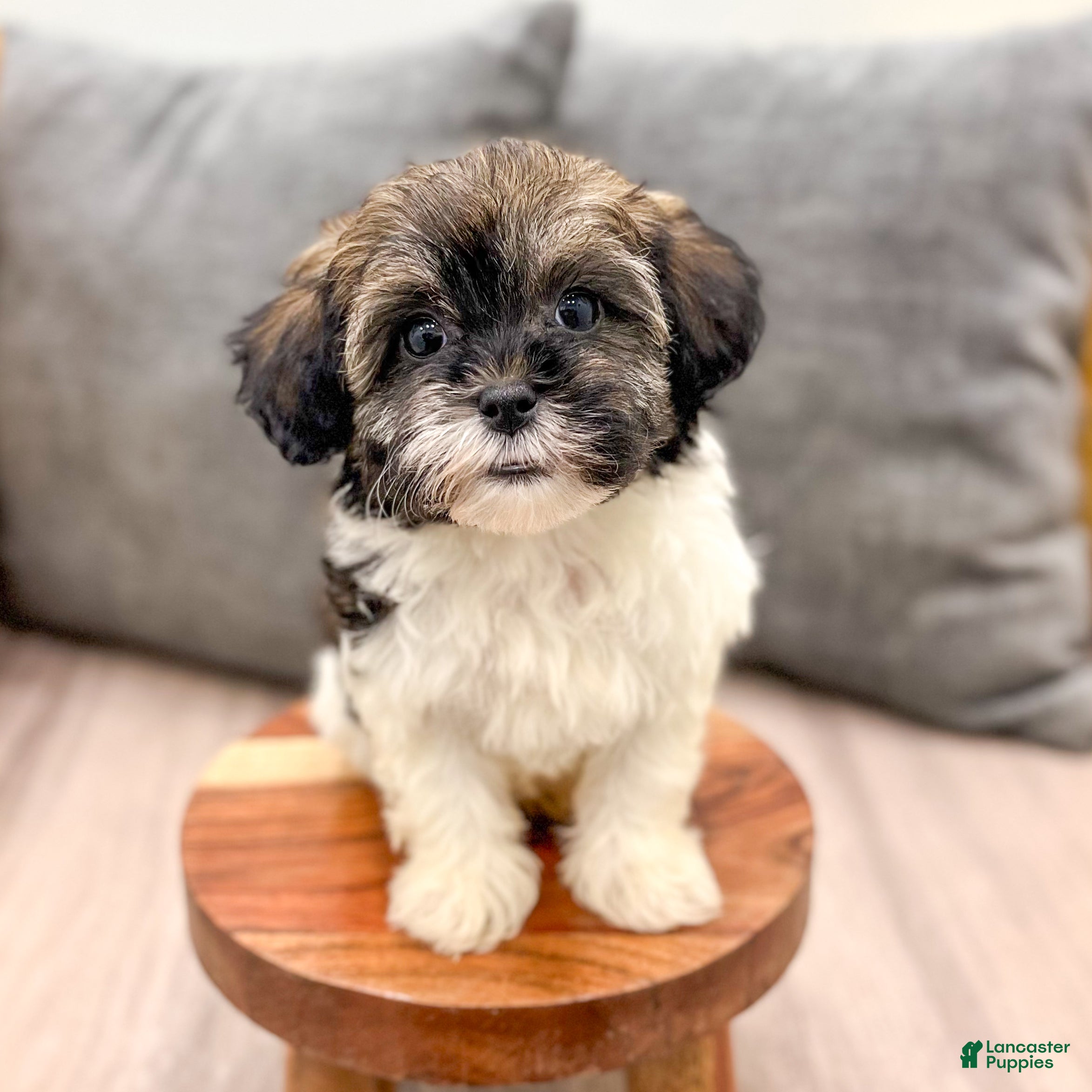 Havapoo dogs Alexus - Ad 2