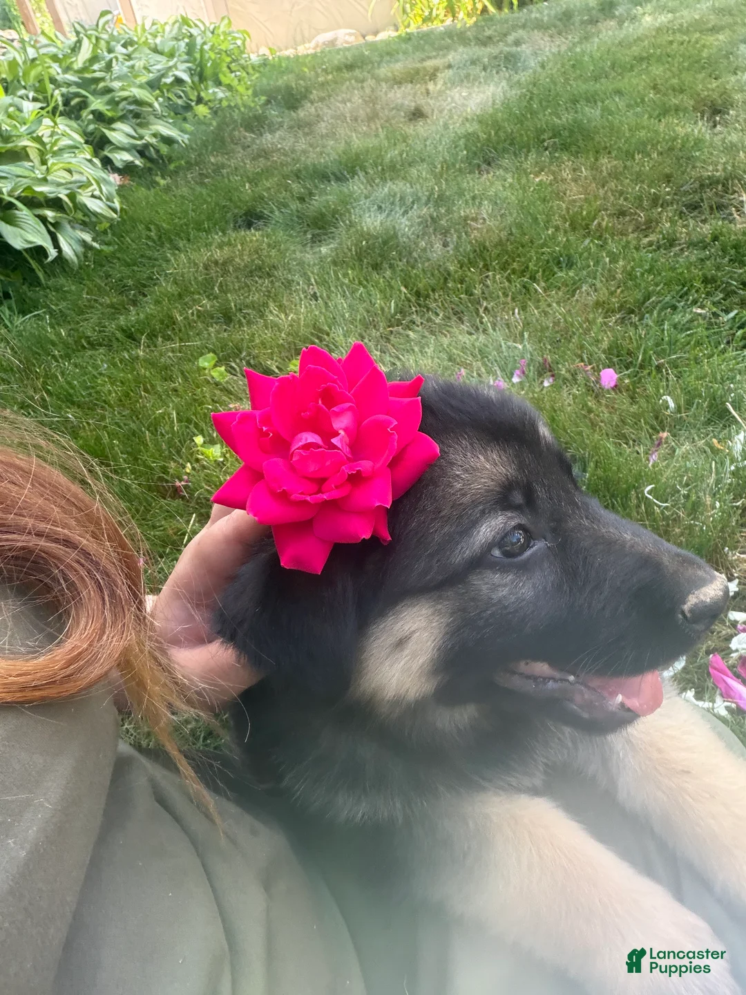 German Shepherd dogs for sale: Lexi  - Ad 2
