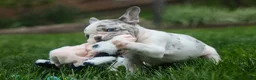 French Bulldog dogs for sale: Amelia (Merle & White) 💙🤍 - Ad 19
