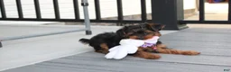 Yorkiepoo dogs for sale: Elsa  - Ad 7