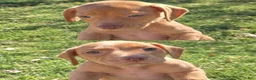 Mixed Breed dogs for sale: Rednose Female - Ad 3