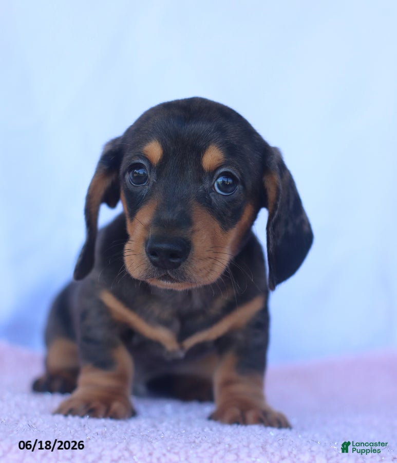 Miniature Dachshund dogs Dusty - Ad 1