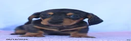Miniature Dachshund dogs for sale: Dusty - Ad 1