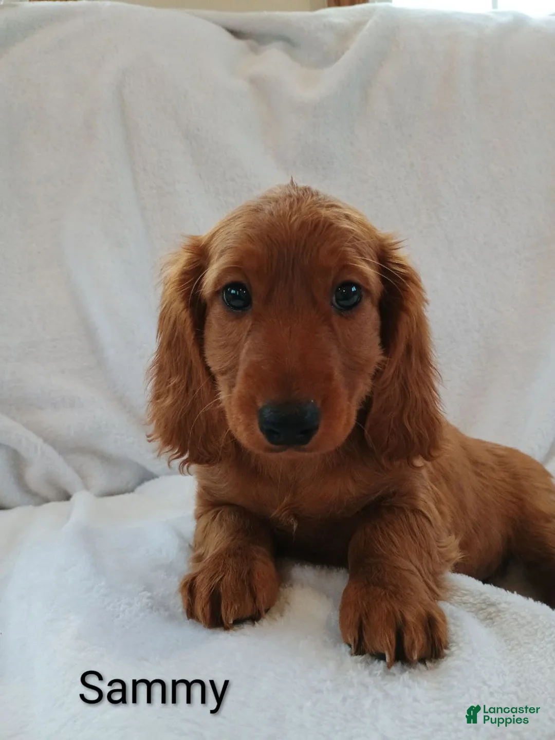 Miniature Dachshund dogs for sale: Sammy  - Ad 6