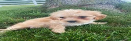 Cavapoo dogs for sale: Millie - Ad 7