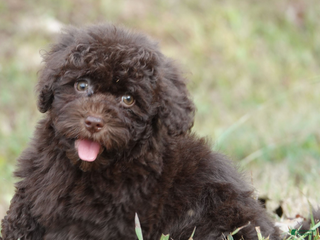 Mixed Breed dogs - Ad 3